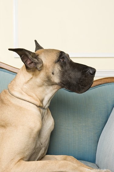 Какие породы собак лучше всего остаются дома?