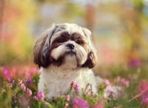 O tamanho médio de um Shih Tzu