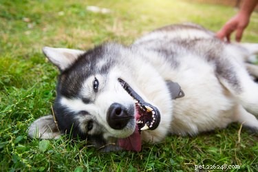 O que os huskies siberianos selvagens comem?