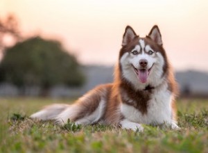 Vad äter Wild Siberian Huskies?