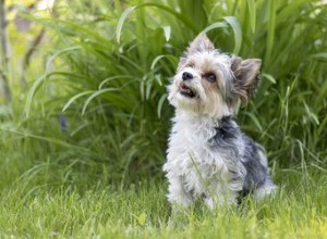 O que é um Biewer Yorkie?