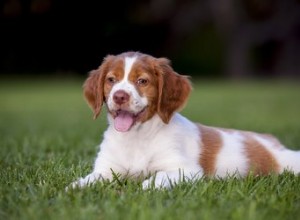 Les races de chiens qui aiment le plus se câliner