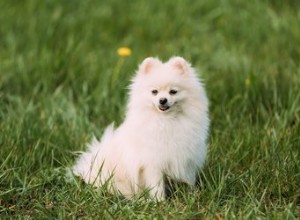 The Life Span of Pomeranians