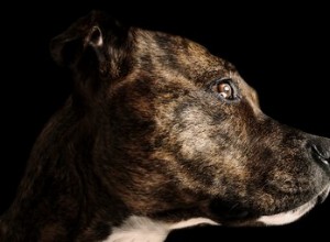 Fatti di Brindle Pit Bull