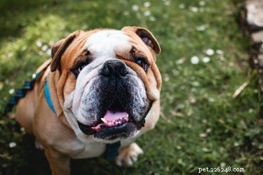 I Bulldog sono ipoallergenici?