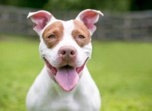 Qual ​​è una buona dimensione della gabbia per un Pitbull?