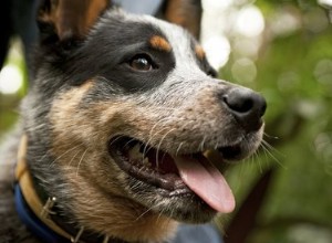 O que é um pastor alemão Blue Heeler?