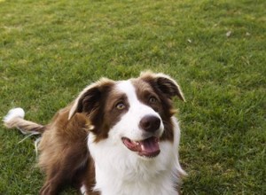 Quale cane è un buon compagno per un mix di Border Collie?