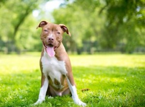 Leis da Califórnia para possuir um Pit Bull 