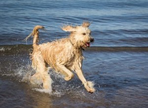 Diferentes raças de cães peludos