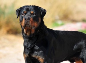 Quand un Rottweiler arrête-t-il de grandir ? 