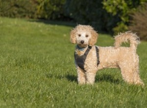 Les caractéristiques d un mélange de caniche bichon frisé