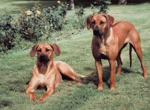 Rhodesian Ridgeback의 장단점