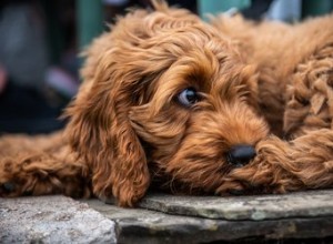 Combien devriez-vous nourrir un Cockapoo ?