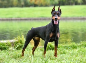 Quelle est la différence entre un Pinscher allemand et un Doberman Pinscher ?