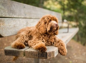 Caratteristiche delle razze miste di Labrador Retriever