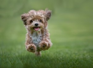 비순종 Yorkie를 식별하는 방법