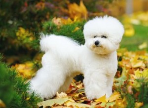 Período de vida do Bichon Frise