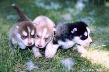 De olika typerna av Siberian Huskies 