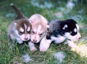 De verschillende soorten Siberische husky s