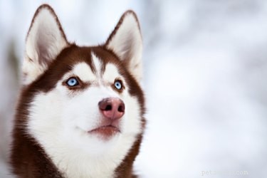 De olika typerna av Siberian Huskies 