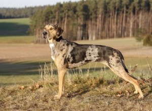 Qu est-ce qu un chien Catahoula ?