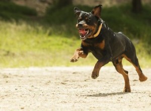 Por que alguns rottweilers têm manchas brancas no peito?