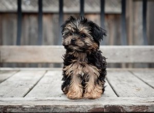 Types de races Yorkie