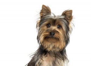 Qual ​​é o tamanho dos Yorkies malteses?