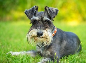 Qual ​​é a diferença entre um Schnauzer e um Terrier Escocês?