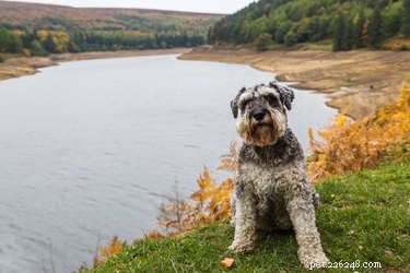 Vad är skillnaden mellan en schnauzer och en skotsk terrier?