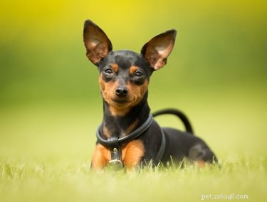 Dvärgpinscher (hund):storlek, temperament och livslängd