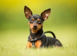 Pinscher in miniatura (cane):taglia, temperamento e durata della vita