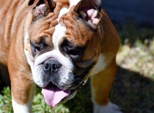 Quand un bouledogue américain cesse-t-il de grandir ?