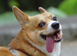 Temperament en eigenschappen van een Corgi-mix