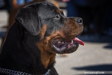 Quais são as diferenças entre um Doberman e um Rottweiler?