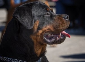 Quali sono le differenze tra un doberman e un rottweiler?