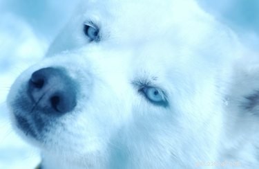 Comment élever le Husky de Sibérie