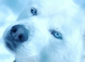 Comment élever le Husky de Sibérie