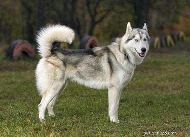 Como saber se um Husky Siberiano é parte lobo