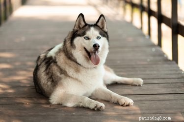 Hoe weet je of een Siberische husky deel uitmaakt van een wolf