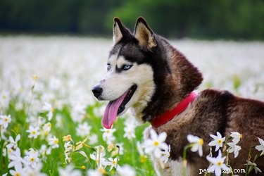 Hoe weet je of een Siberische husky deel uitmaakt van een wolf