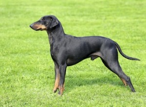 Kenmerken van een Chihuahua-Manchester Terrier-mix