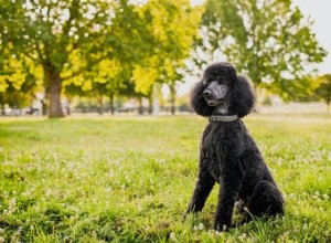 A melhor mistura de poodle para crianças