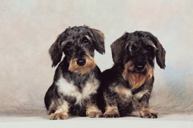 Raças de cães que podem viver com Mini Dachshunds