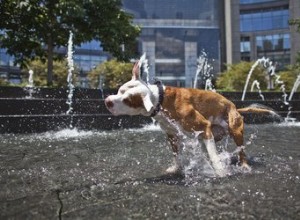 Les lois sur les pitbulls à New York