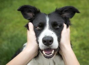 Mélanges Border Collie &Red Heeler