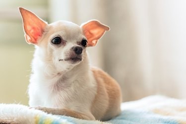 Varför har min Chihuahua diskettöron?