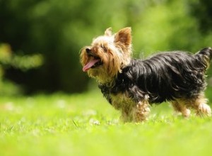 Quando os Yorkies mudam de cor?