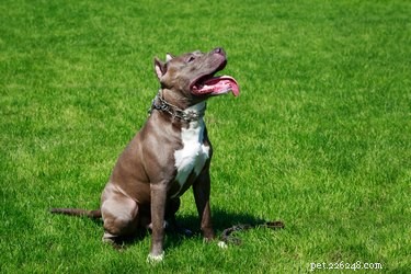 De lichaamstypes van de Amerikaanse Pitbull Terrier